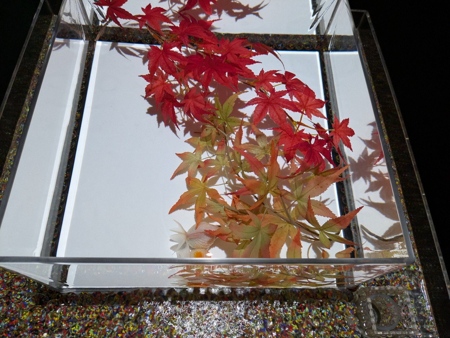 もみじが浮かぶ水槽と金魚