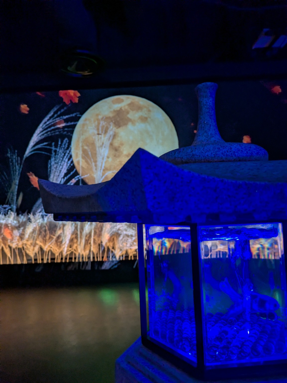 月とススキを背景にした金魚展示