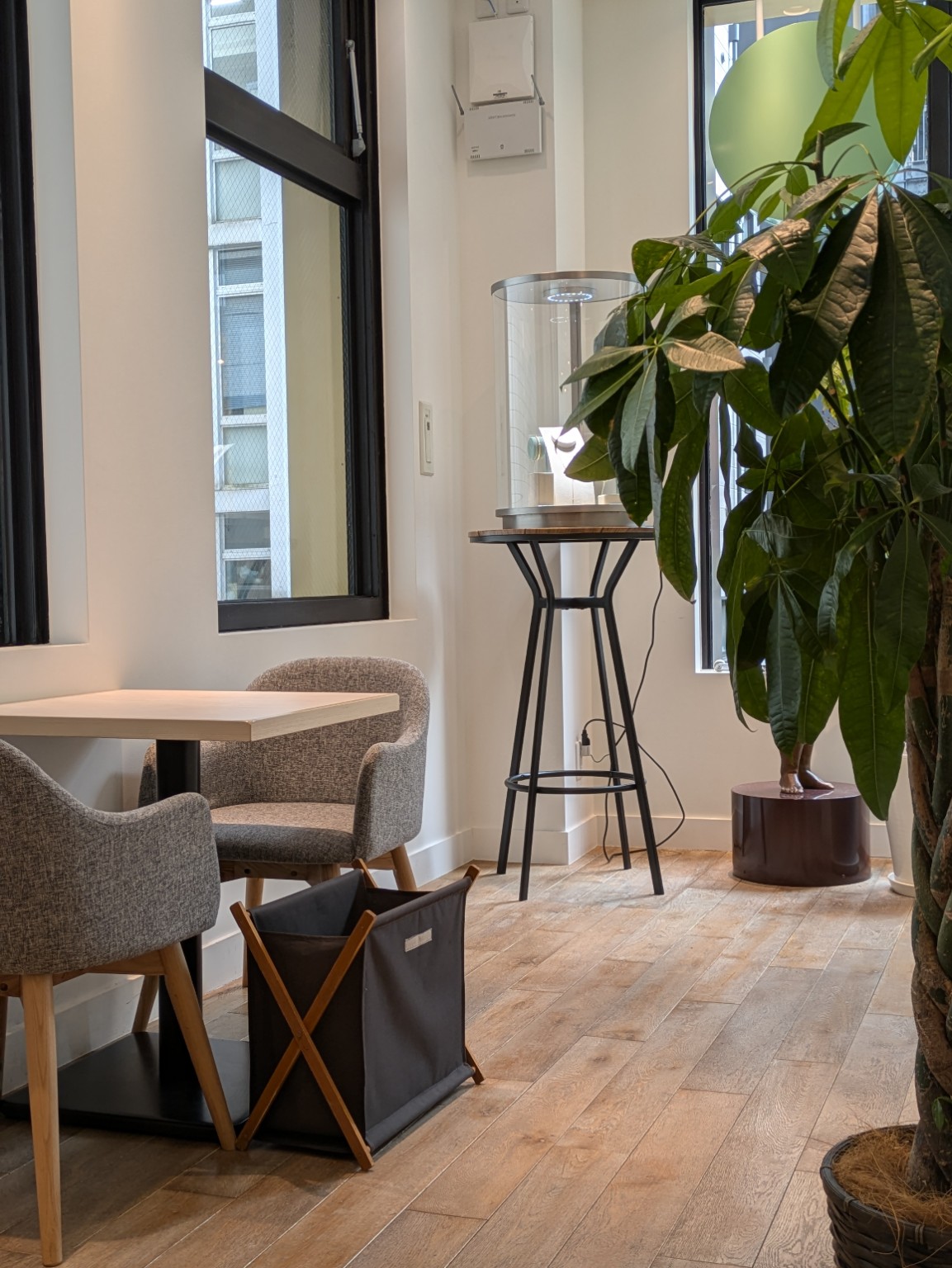 窓際の席とグリーンが映える明るい空間