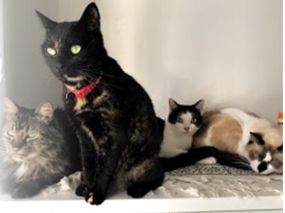 ペットシッターMiacis ロゴ