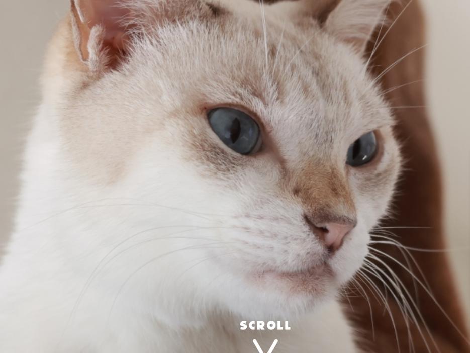 キャットシッターたまはな ロゴ