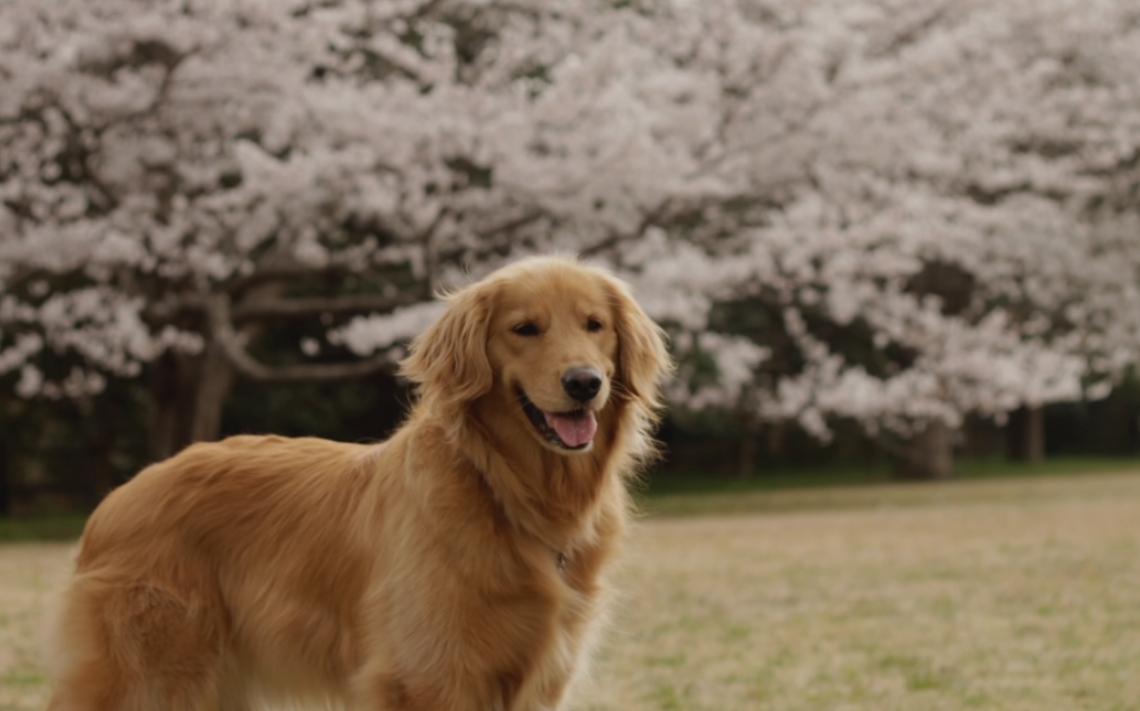 ペットシッターボンキーズ ロゴ