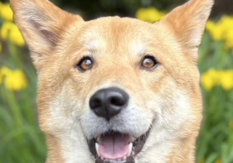 ドッグシッターちゃこ ロゴ